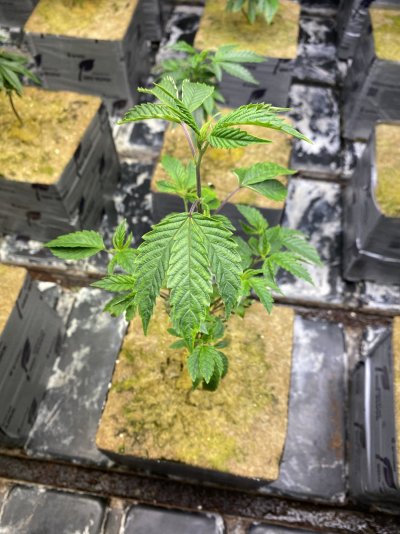 My name I fonsi I’m learning first time working indoor and I’m noticing change of colors on  Dan leaves