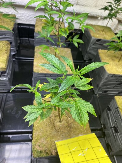 My name I fonsi I’m learning first time working indoor and I’m noticing change of colors on  Dan leaves