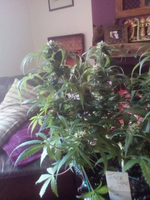 Lets see everyones autoflowers 🔥🔥