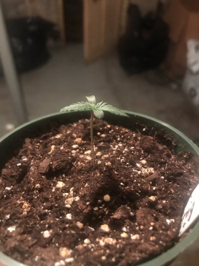 Help with seedlings