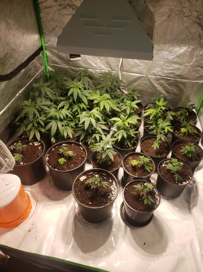 start-of-my-perpetual-grow.jpg