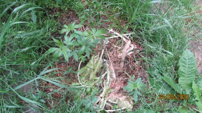 IMG_5767.JPG