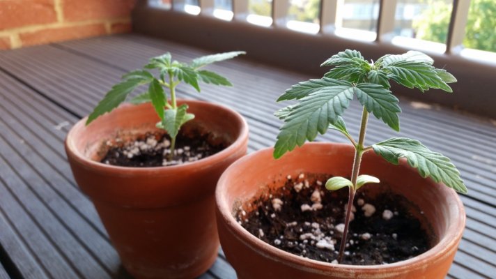 when-to-repot-seedlings-2.jpg