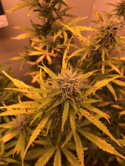 yellowing-leaves-and-brown-spots-help.jpeg