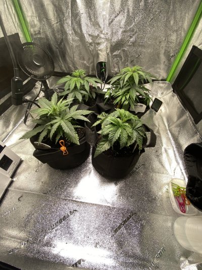 Can someone help diagnose what is going on here?
