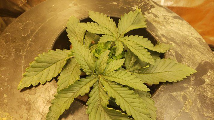 can-your-plant-have-not-enough-stretch.jpg