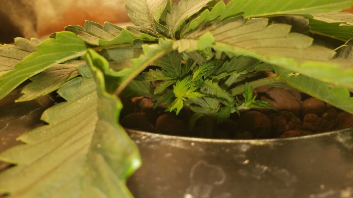 can-your-plant-have-not-enough-stretch-2.jpg