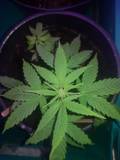 stunted-but-flowering-i-think-any-help-will-do-2.jpg