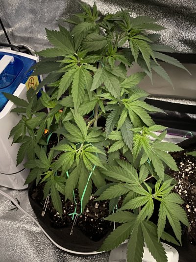 New grow progress/suggestions