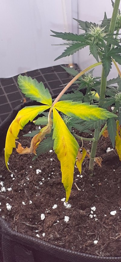 I Need ADVISE badly !  ( S O S )