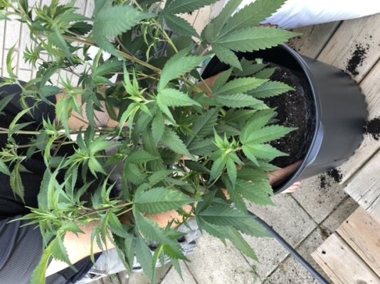 Help. Potted up and now this?