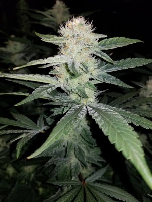 Let's See Your Frostiest Flowers