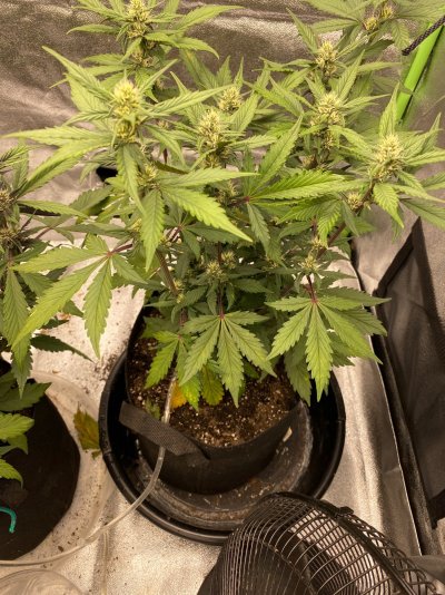 blackberry kush yellowing in qeek 5 auto . Help