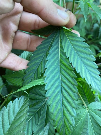 Second opinion on deficiency