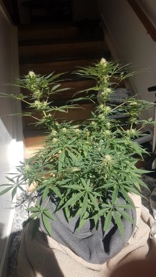 do i have a Hermie?