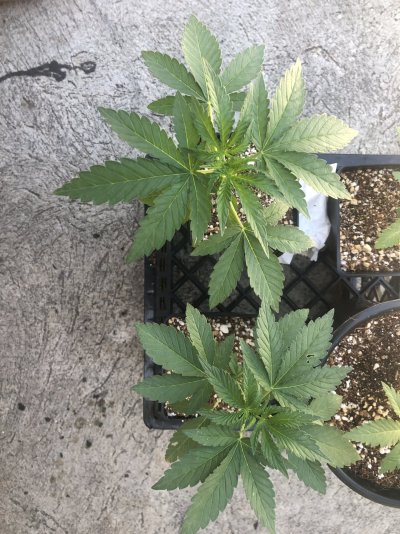 Outdoor AK47 & Dollato Grow