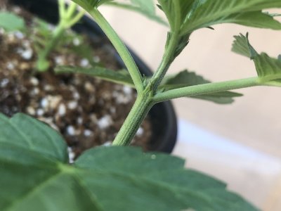Outdoor AK47 & Dollato Grow