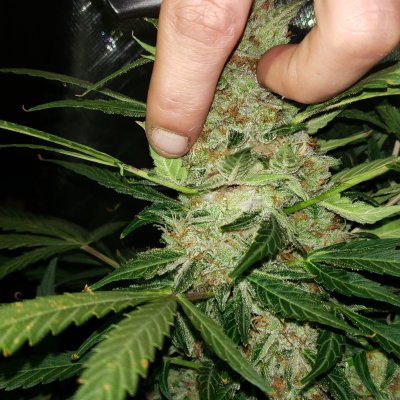 Bud rot?