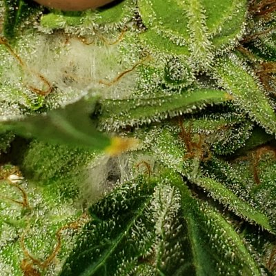 Bud rot?
