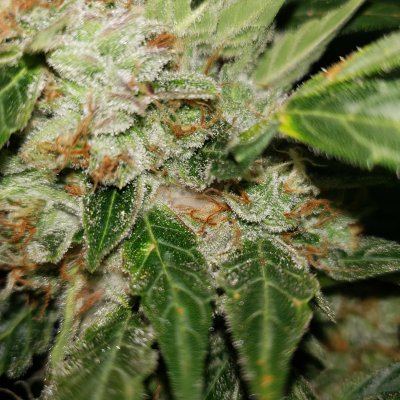 Bud rot?
