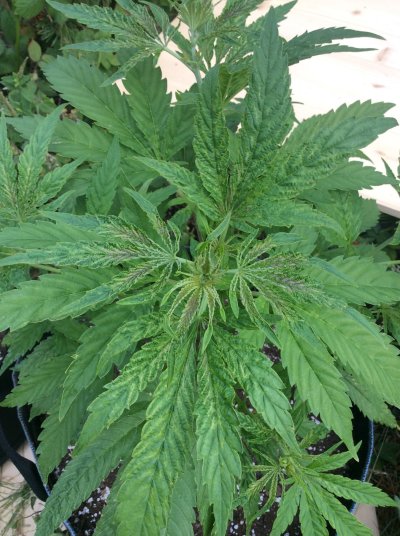 Need some advice