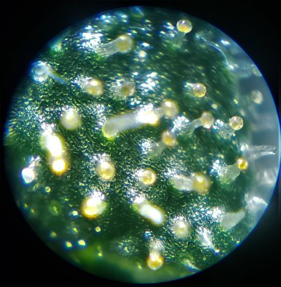 amber-trichomes-over-50-at-day-45-of-flowering-ready-5.jpg