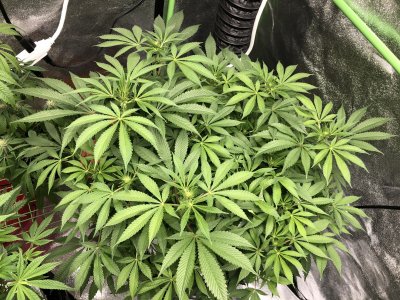 Growing again after a few years