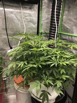 Growing again after a few years