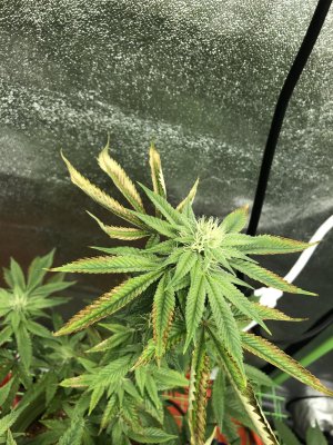 Growing again after a few years