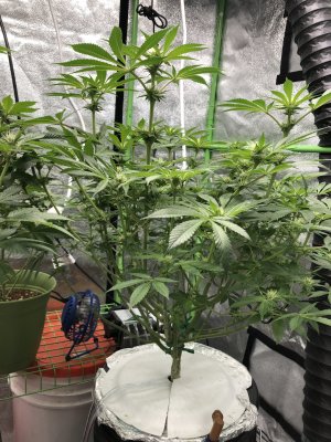 Growing again after a few years