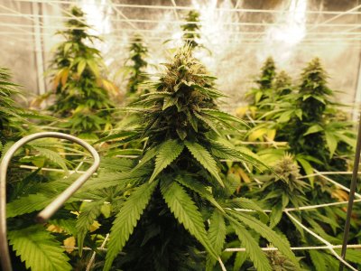 Harambe, and  Kashyyk Cookies Fall grow