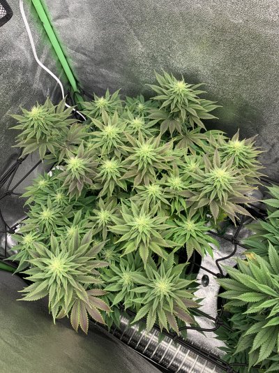 Plant turning Purple/yellow, thoughts?