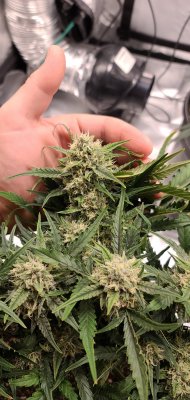Kingbrite review
