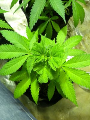 Plant #1 - 1.jpg