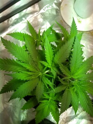 Plant #2 - 1.jpg