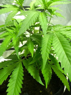Plant #2 - 2.jpg