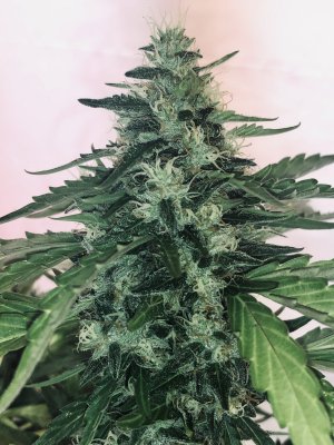 Let's See Your Frostiest Flowers