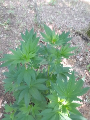 20200607_083539.jpg