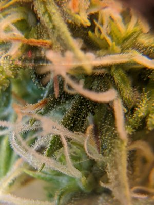 How to dry & cure while away?