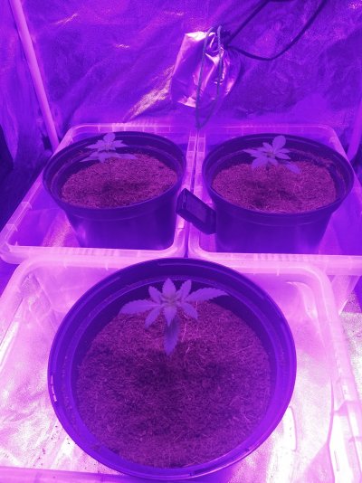 Newbie here, I'm 3 weeks into my first attempt, does this look okay?