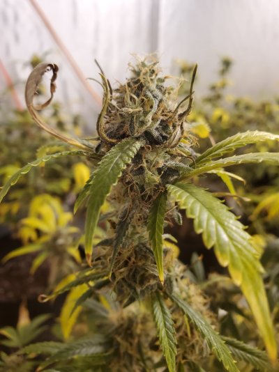 What causes the bud leaves to dry up and turn crispy?