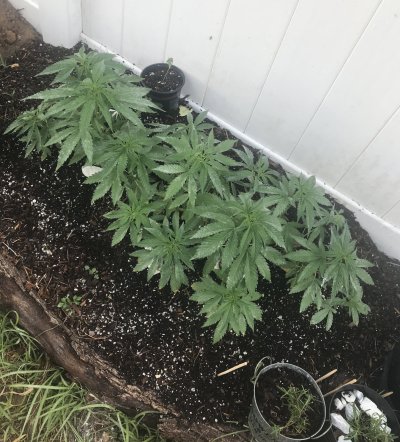 What stage/week of flowering is this? (Outdoor grow)