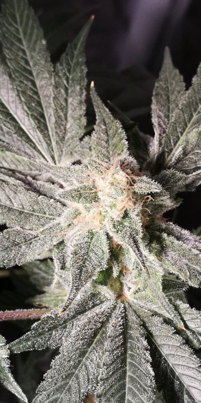 Have a look on my first indoor grow ever.