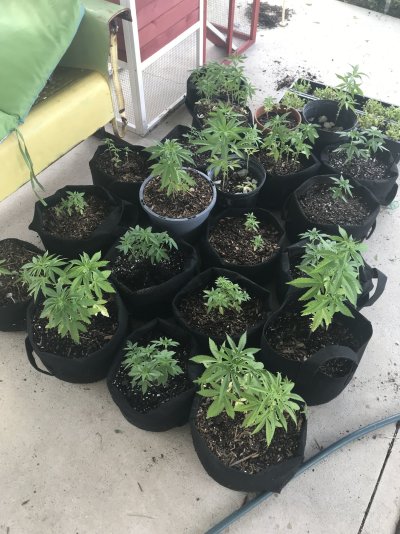 First grow, first diary (outdoor low tech/cost)