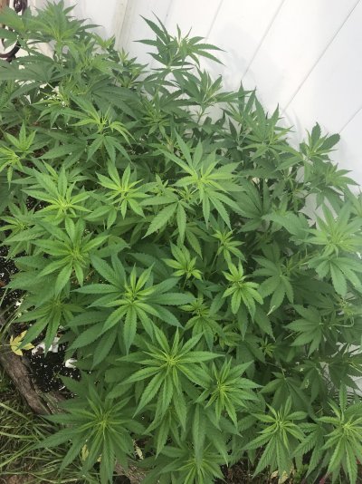 First grow, first diary (outdoor low tech/cost)