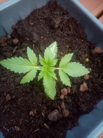 Northern Light auto and Blue cheese auto