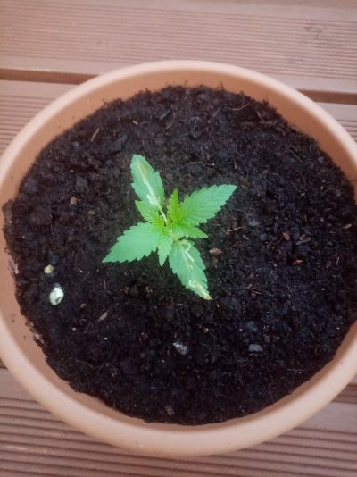 Northern Light auto and Blue cheese auto