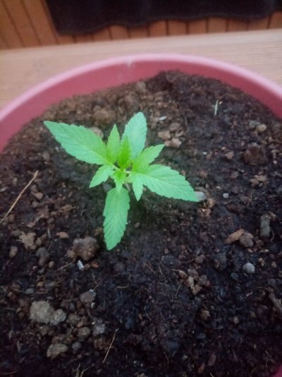 Northern Light auto and Blue cheese auto