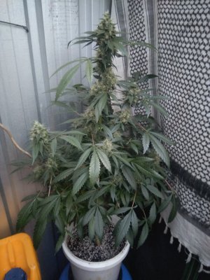 IMG_20200609_162823.jpg