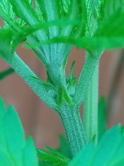 Male or female?